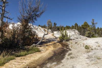 Mammoth Yellowstone NP 2024
